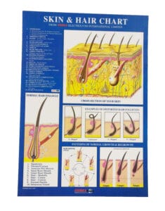 skin and hair chart